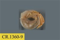 藏品(綠色細螯寄居蟹)的圖片